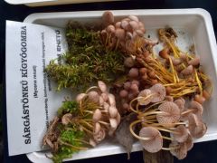 Hoztunk szép kígyógombákat...