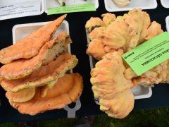 Hát persze hogy van sárga gévagomba!