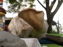 Termesztett ördögszekér laskagomba