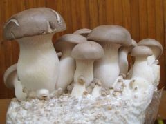 Termesztett ördögszekér laskagomba, Balázstól