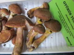 Szezonja van, ismerni kell