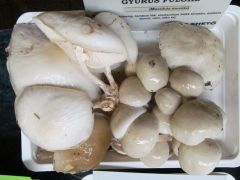 Gyűrűs fülőke - jó nyálkás