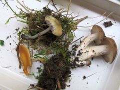 Szünetben, az iskola udvaráról