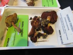 Tinórú maradék - novemberben járunk