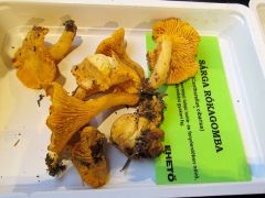 Hogy ezt hol találhatták ilyenkor?