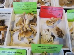 Vannak azért "időben" termő gombáink is