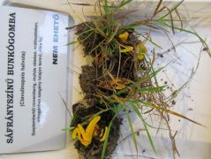 Bunkógomba Sajóbábony fölül