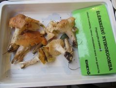 Élénkszínű nyirokgomba szépség