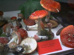 Légyölő galócák a vitrinben