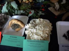 A petrezselyemgomba is nagyon látványos