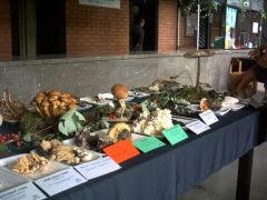 Kiállítási asztalok