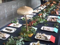 Igazán nagy nagy őzlábgomba...