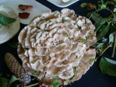 Rőt likacsgomba, a kiállítás egyik legszebb darabja