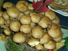 Szemcsés tőkegomba - sokan megcsodálták