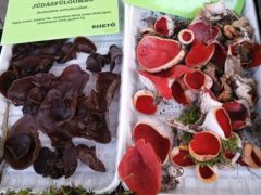 Ezeknek viszont épp most van az ideje