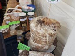 Sikerült a laskagomba blokkot termésre bírni!