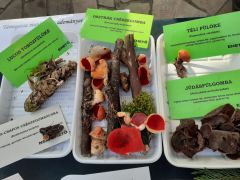 A piros mindent visz!