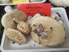 Sárga galóca sok van már ilyenkor is