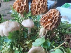 Kucsmagombából még dísznek is jut