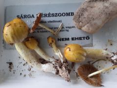 Frissítés az aznapi tanfolyami túráról