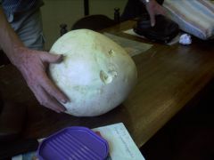 Az óriáspöfeteg rántva is nagy siker volt