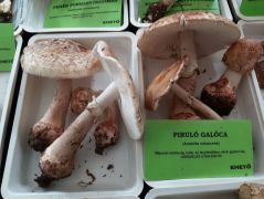 A galócák nem mind mérgezők! Nahát!