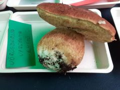 Ritka vendég az asztalunkon