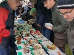 Sok érdekes gomba, sok érdeklődő