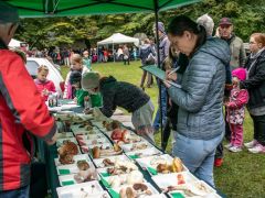 Emese fajlistát ír - 61 gombafaj jött össze