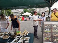 Koscsó Jani lendületben