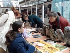 Bagoly csak így volt látható