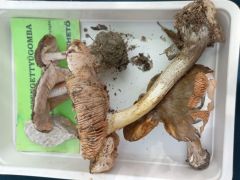 Mindenből van néhány, ami ilyenkor előfordul