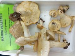 Száradoznak, de még felismerhetők