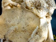 Ebből sok volt a napokban