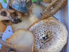 Idén bőven találtuk