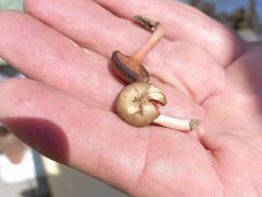 Ilyet pedig sosem láttunk!