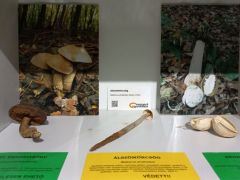 A szilikagél zacskókat a fotók mögé rejtettük
