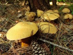 Tarka tinóru csoport