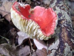 Egy érdekes példány