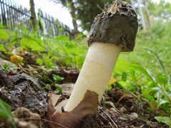 Sikerült elkapni a kifejlett homoki szömörcsögöt!