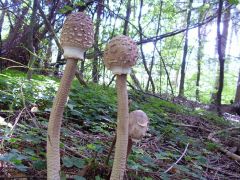 Szép nagy őzlábgomba család