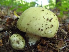 Fűzöld galambgomba