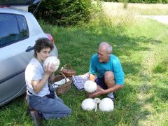 A lengyeleknél védett gomba...