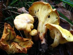Megkésett rókagombák