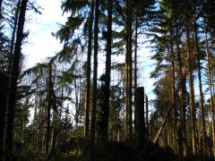 A szélvihar nyomai, másnap reggel