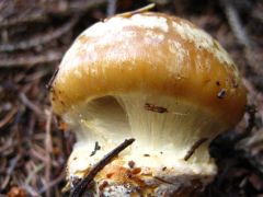 No ezért pókhálósgomba...