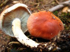 Színe, visszája...