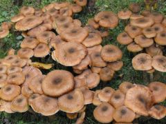 Nagyjából 10 kilónyi volt belőle...