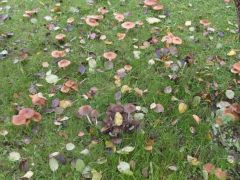 A szomszéd almafája alá is jutott