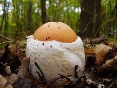 Vöröslistás gombák 1. helyezett